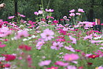 格桑花 波斯菊