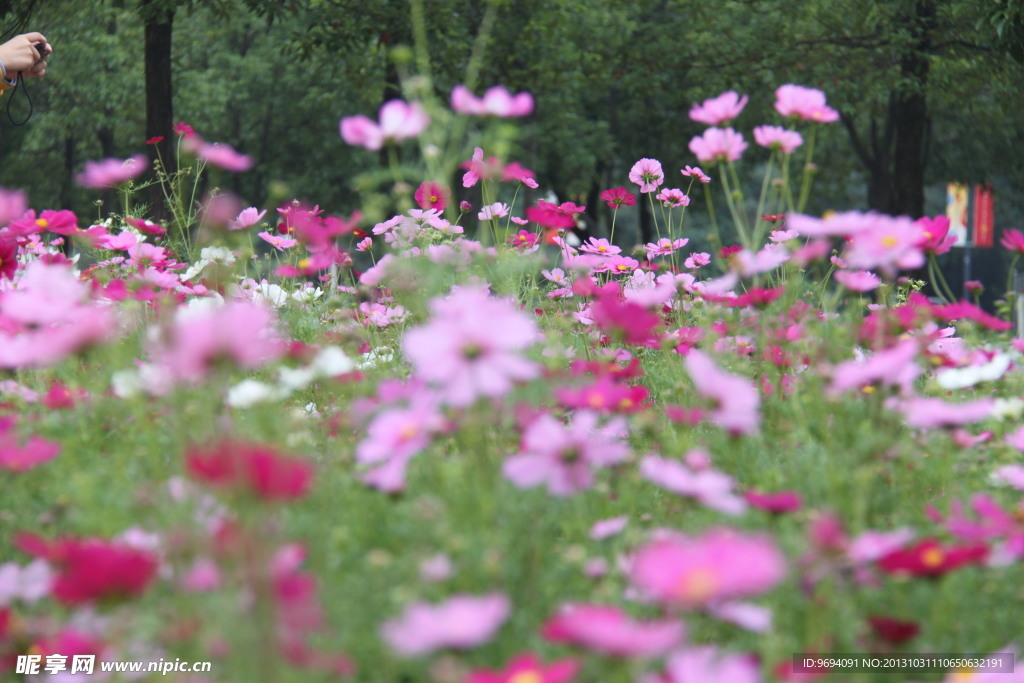 格桑花 波斯菊