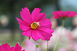 格桑花 波斯菊