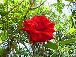 玫瑰花