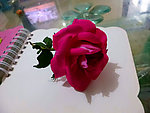 玫瑰花