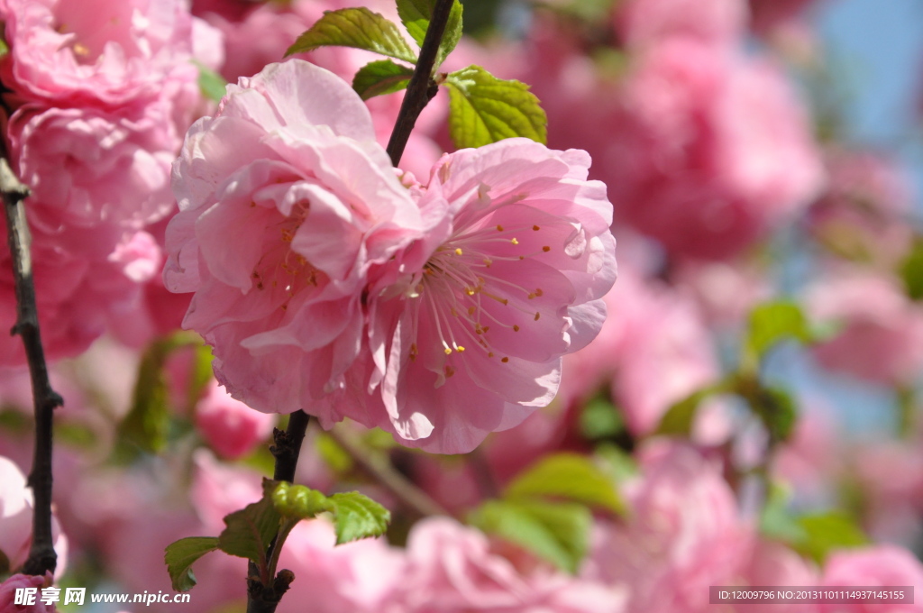 春天里的花