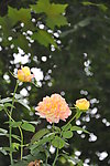 月季花