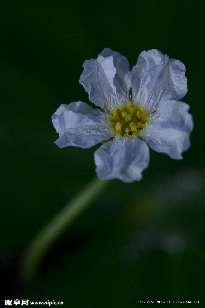 水面漂浮的小花