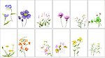 花类名片模板