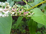 观赏花