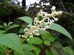 小野花