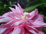 多瓣花
