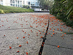 满地桂花