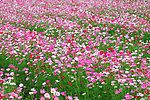 花海