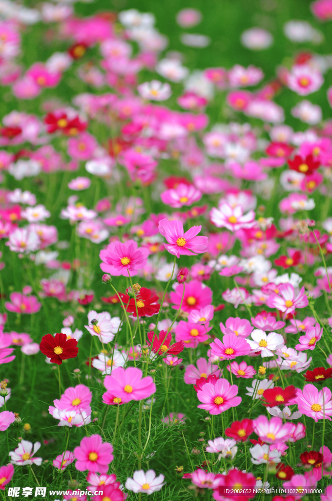 花海
