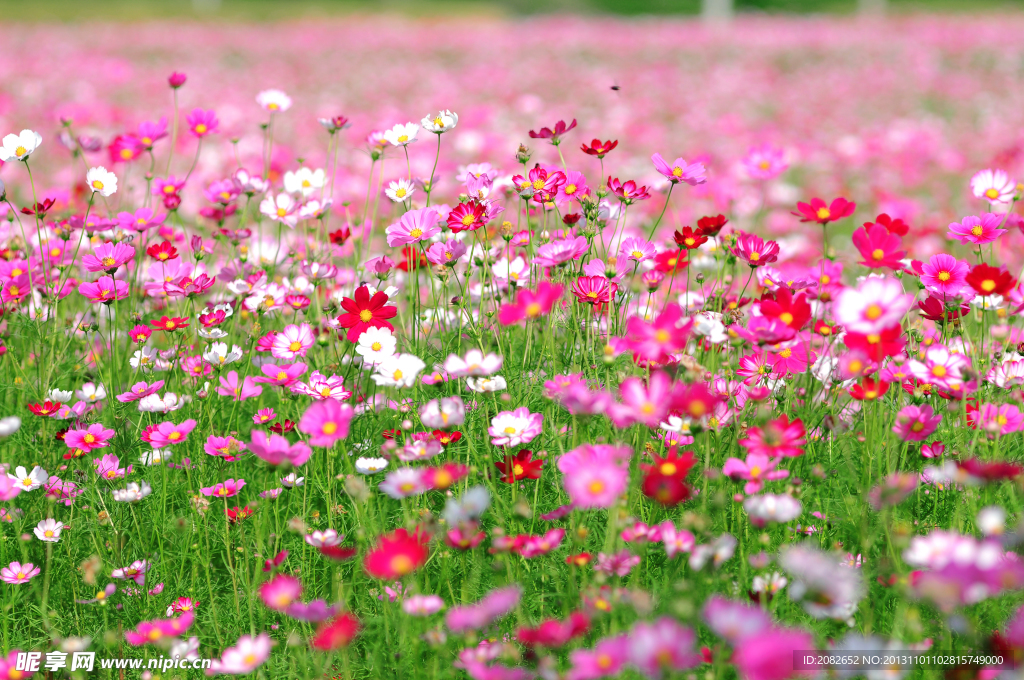 花海