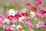 花海