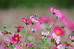 花海
