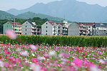 乡村风光