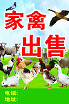 家禽