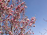玉兰花树