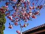 玉兰花树