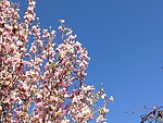 玉兰花树