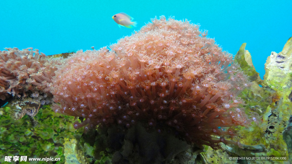 珊瑚礁