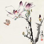 玉兰蝴蝶