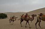 骆驼 敦煌沙漠