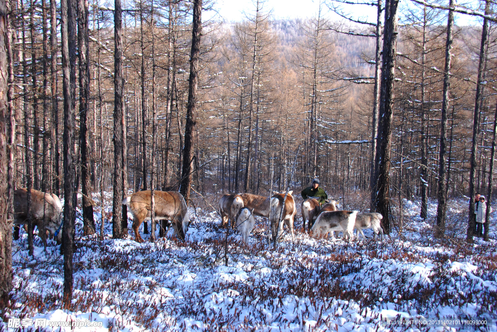 冬季猎民点的驯鹿