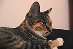 家猫