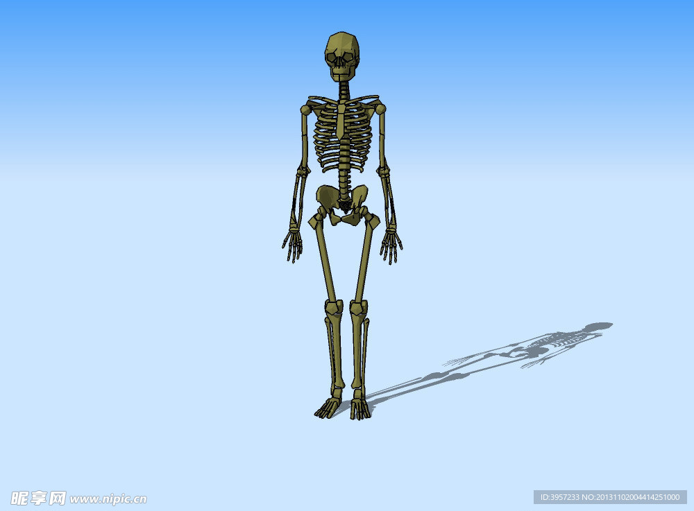 骨骼3D模型