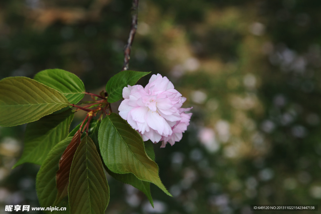 樱花特写