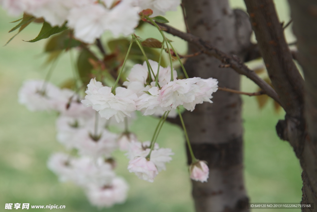 樱花特写