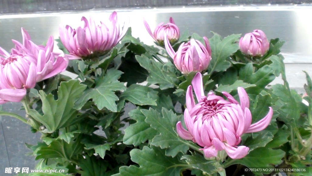 菊花