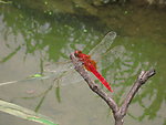 生态家园 	红蜻蜓