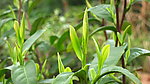 新茶