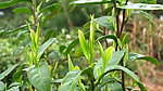 新茶嫩芽