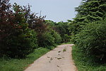 林间小路