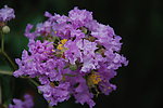 紫薇花