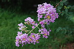 紫薇花