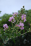 紫薇花