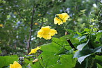 丝瓜花