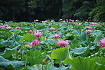 荷花塘