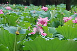 荷花塘