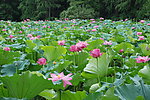 荷花塘