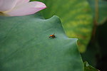 蜜蜂