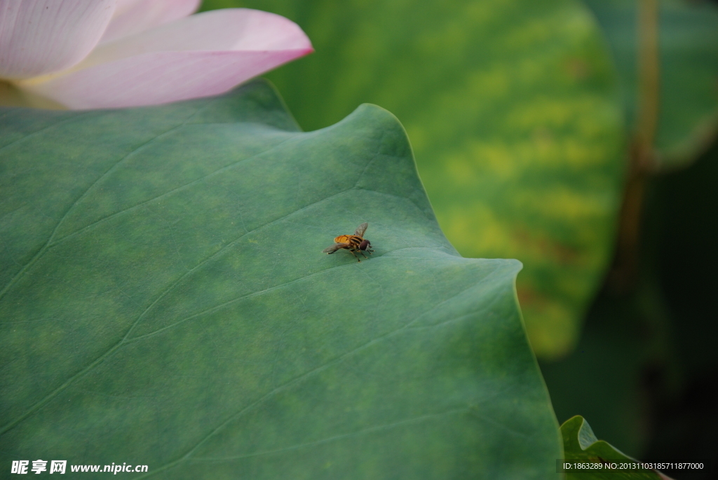 蜜蜂