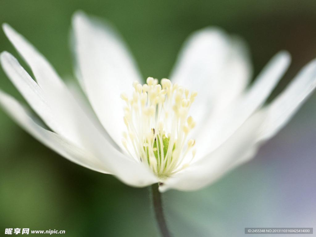 山花烂漫素材