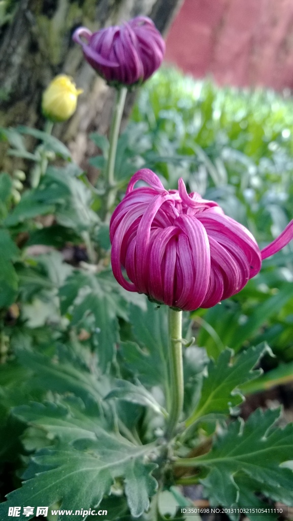 菊花