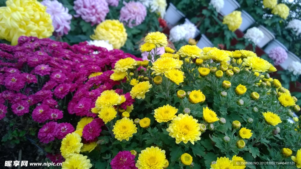 菊花