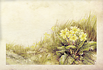 复古花卉背景