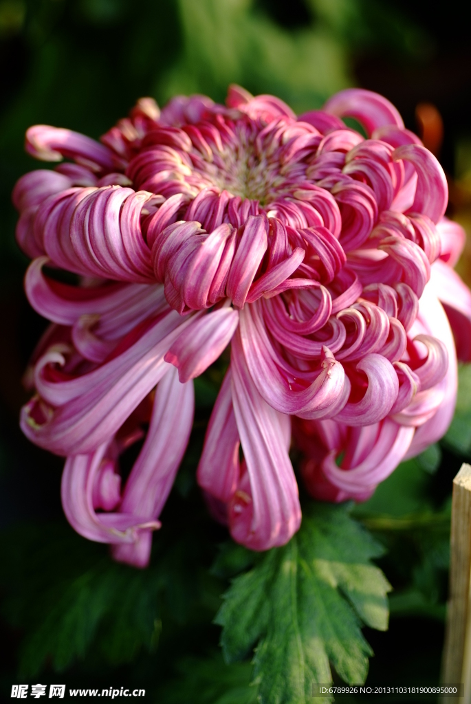 菊花